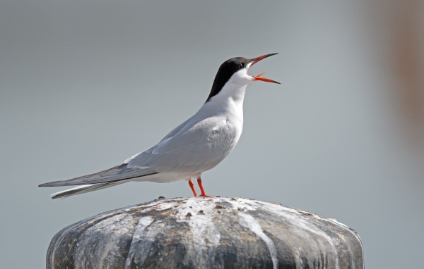 Белая крачка с открытым клювом на камне