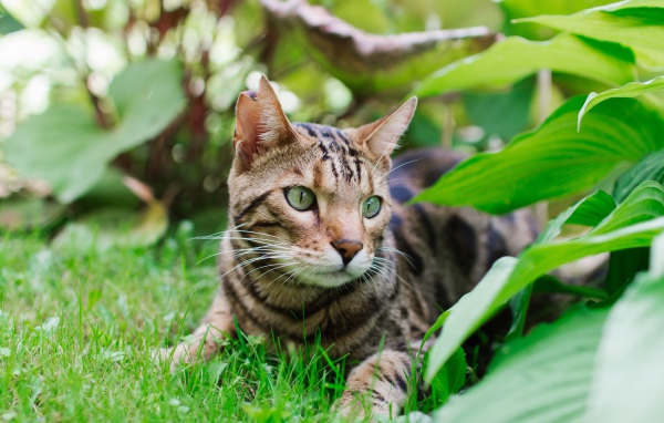 Beautiful bengal cat lies on the grass