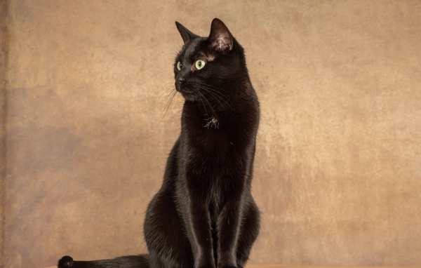 Красивый черный кот на фоне коричневой стены 