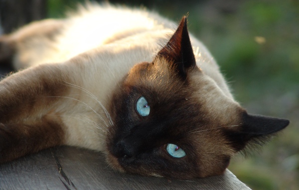Красивый голубоглазый сиамский кот лежит на лавке 