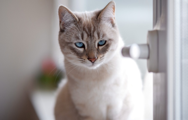 Красивый голубоглазый породистый кот у окна