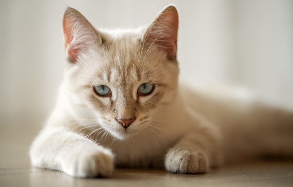 Красивая голубоглазая породистая домашняя кошка лежит на полу