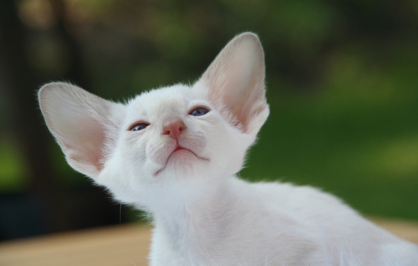 Красивый маленький белый котенок ориентал