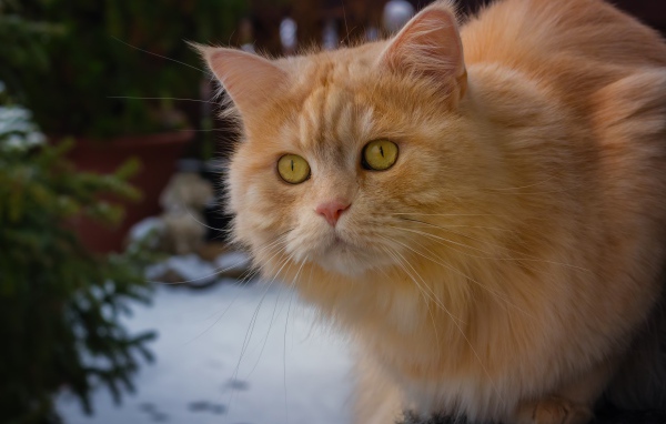 Большой рыжий кот с красивыми рыжими глазами