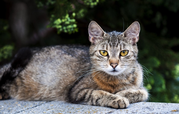 Большой серый кот с желтыми глазами лежит на камне