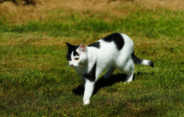 Черно-белая кошка идет по зеленой траве 