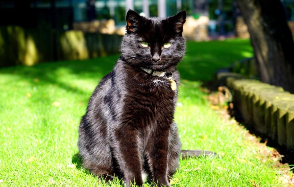 Черный красивый кот сидит на зеленой траве