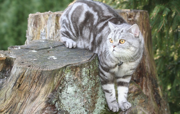 Полосатый британский кот сидит на пне 
