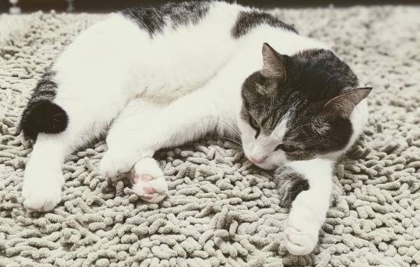 Домашняя кошка лежит на покрывале