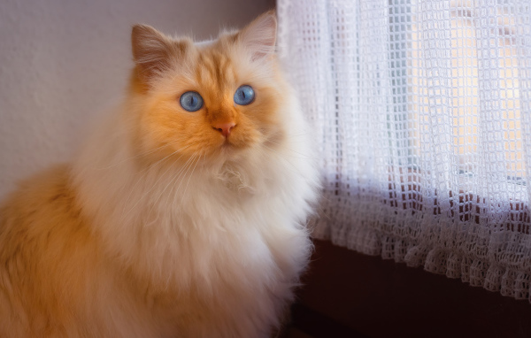 Fluffy blue-eyed cat sitting by the window