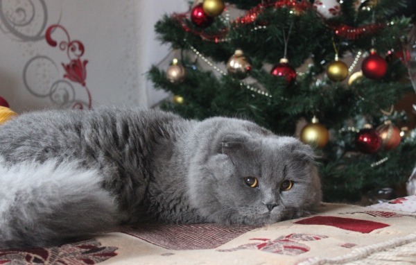 Пушистый британский кот под елкой на новый год 