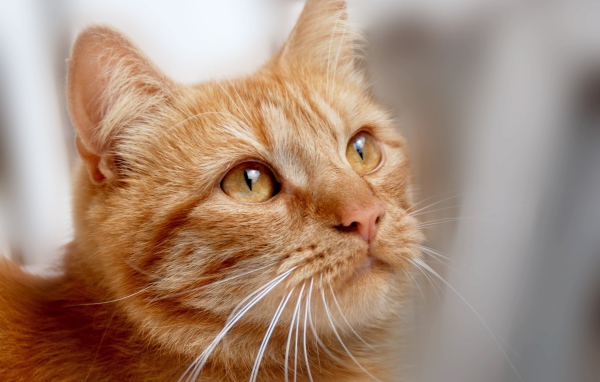 Рыжий кот с оранжевыми глазами 