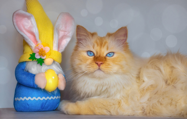 Рыжий кот с игрушечным гномом 