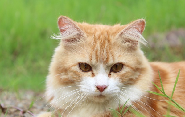 Рыжий чистый кот лежит на траве