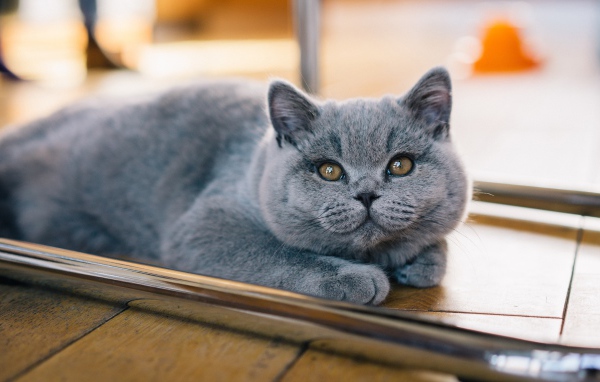 Gray british kitten lies on the floor