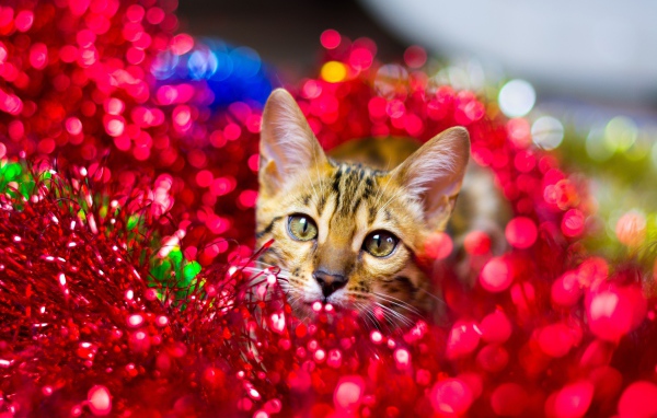 Серый кот прячется в красной мишуре