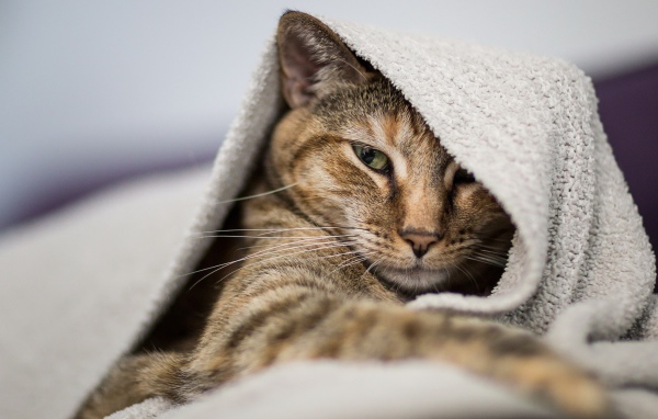 Серый кот лежит под одеялом