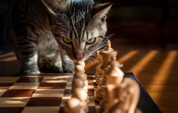 Серый кот нюхает шахматы