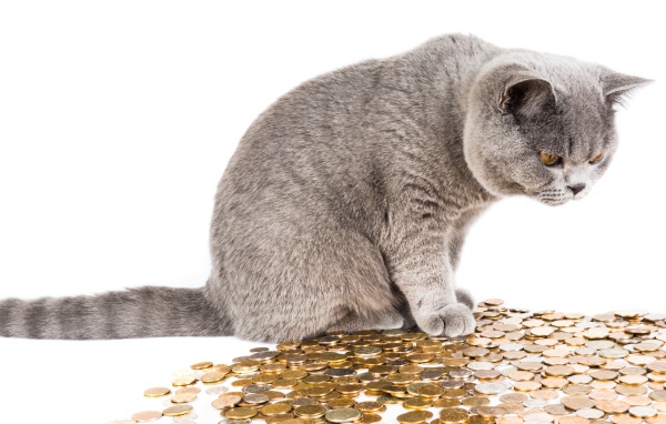 Серый кот с монетами на белом фоне