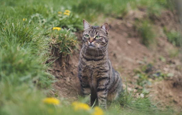 Серый полосатый кот охотится в зеленой траве 