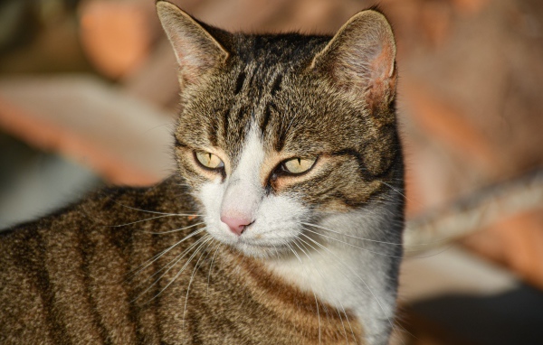 Голова серого кота с розовым носом