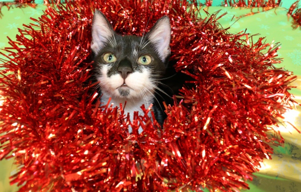 Котенок в красной мишуре на новый год