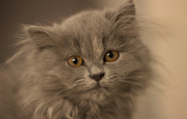 Маленький пушистый пепельный котенок крупным планом