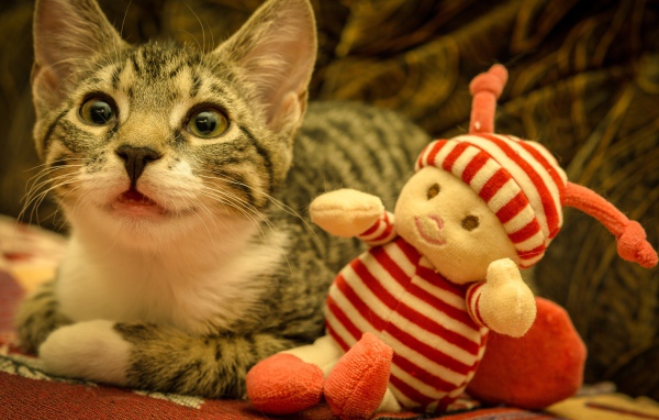 Маленький серый котенок с игрушкой