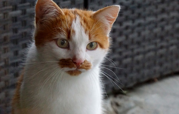 Рыжий с белым кот сидит на диване 