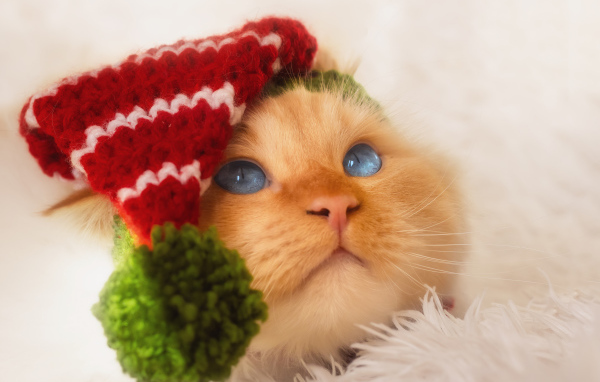 Рыжий кот в смешном колпаке