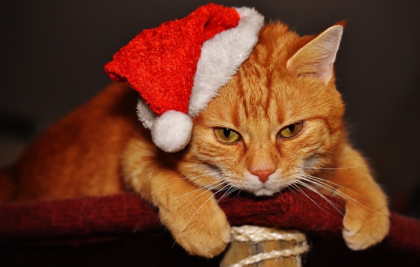 Грустный рыжий кот в новогодней шапке