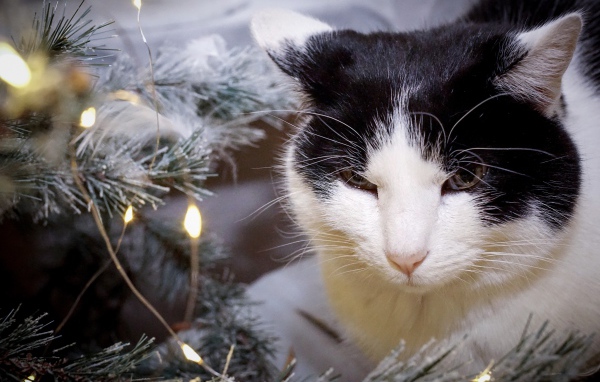 Серьезный кот сидит у ели с герляндой 