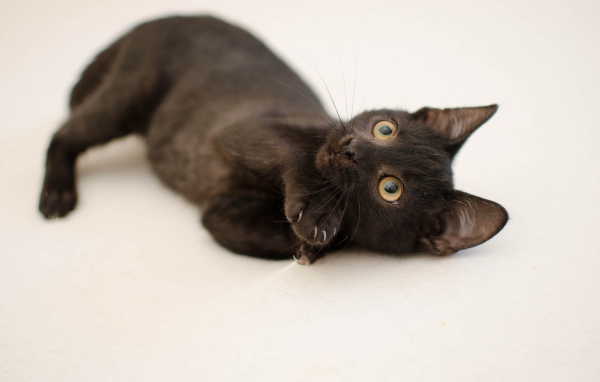 Маленький черный котенок с желтыми глазами на сером фоне