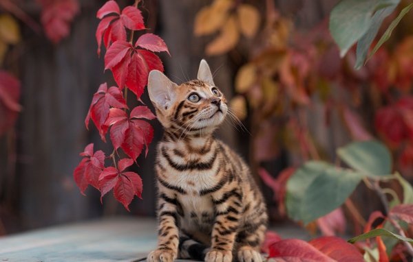 Маленький полосатый котенок с красными листьями