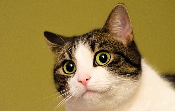 Удивленный кот на желтом фоне 