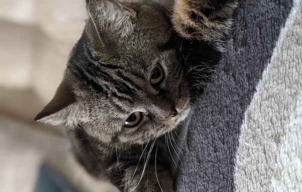 Полосатый серый кот лежит на покрывале