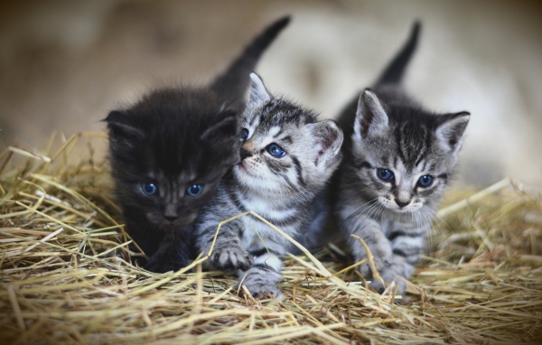 Три маленьких котенка на сене