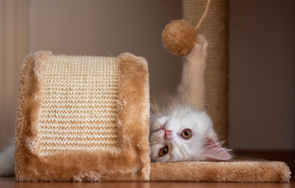 Белый кот играет с шариком