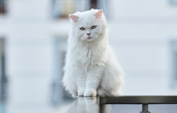 Белый кот сидит на перилах 