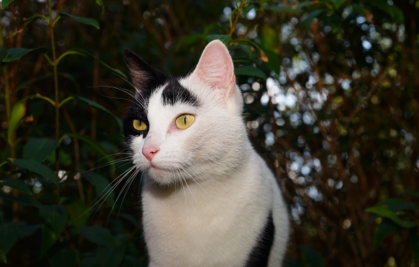 Белый с черными пятнами кот в саду