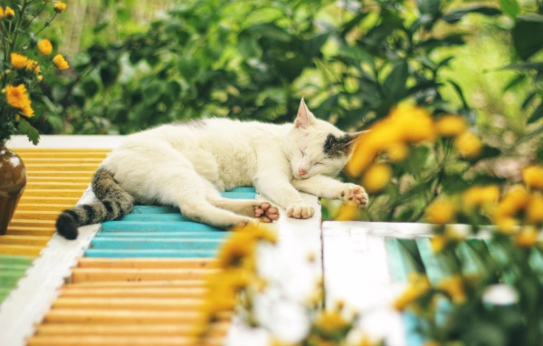 Белый с серыми пятнами кот спит на крыше 