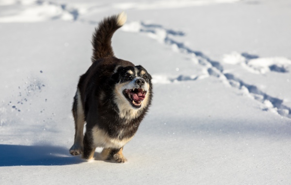 A cheerful dog with his tongue hanging out runs in the snow