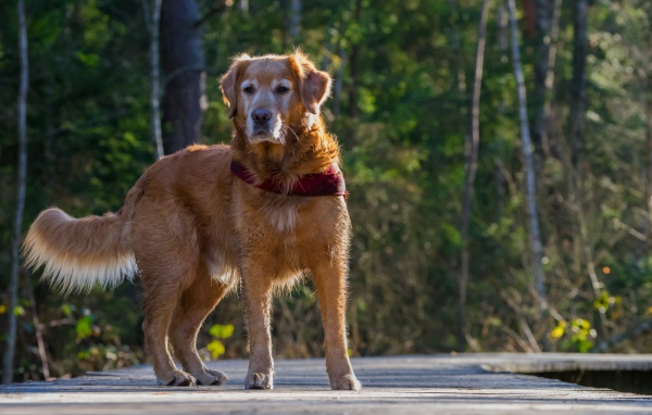 Большой золотистый ретривер стоит на деревянном мосту