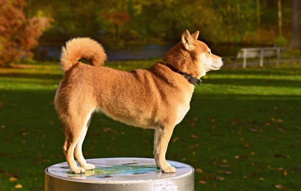 Собака породы акита ину в лучах солнца