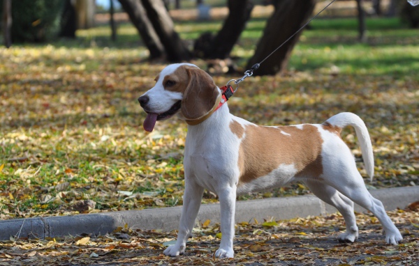 Красивый пес  породы бигль в парке 
