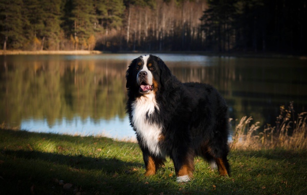 Бернский зенненхунд на зеленой траве у воды 