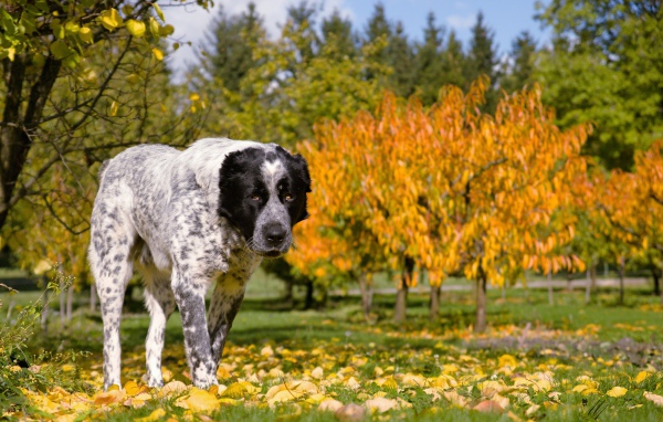 Большой алабай идет по парку осенью 