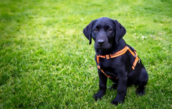 Большой черный лабрадор сидит на зеленой траве 