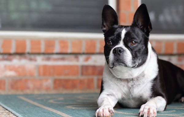 Большой французский бульдог лежит у дома 