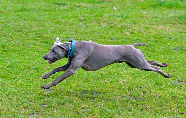 Большой серый Веймаранер бежит по зеленой траве 